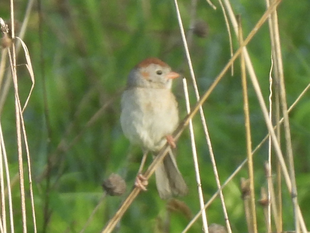 Field Sparrow - ML620004674