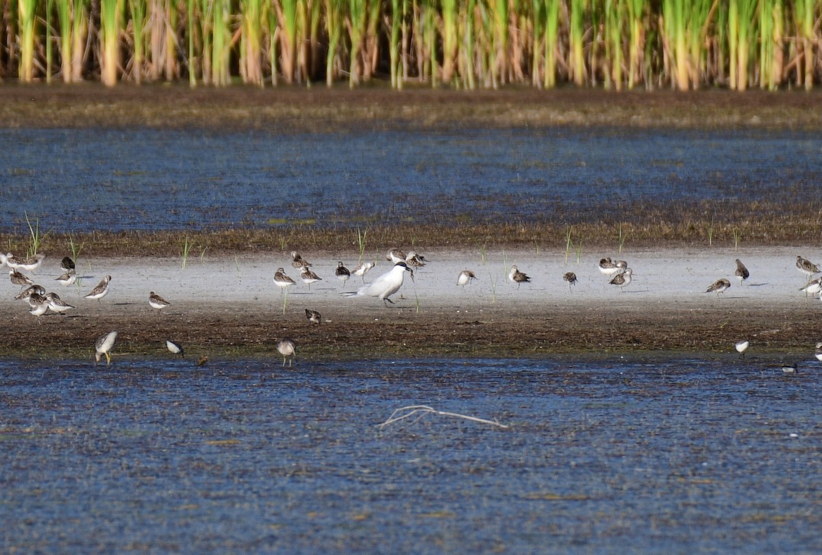 Gull-billed Tern - ML620004676