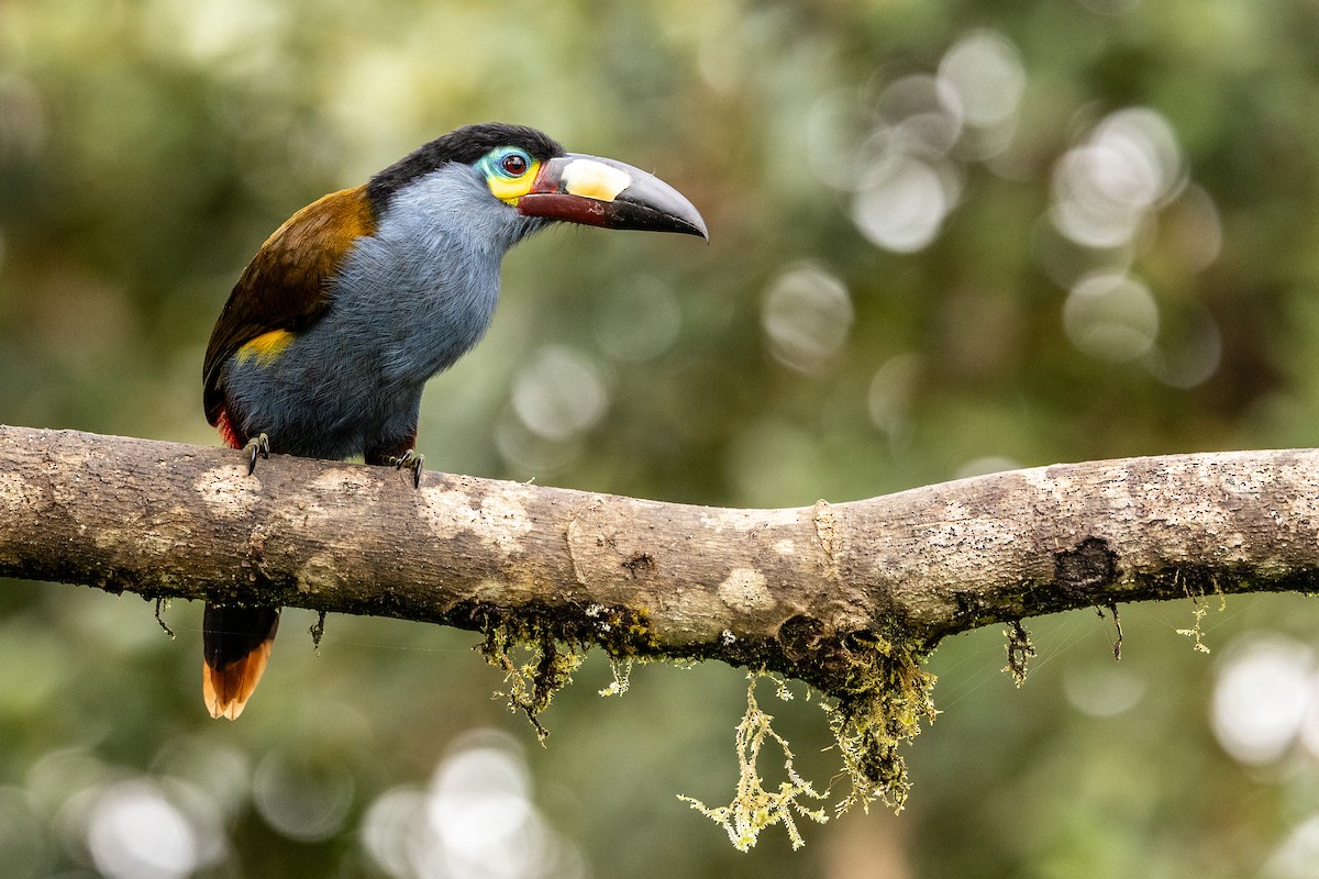 Plate-billed Mountain-Toucan - ML620004689