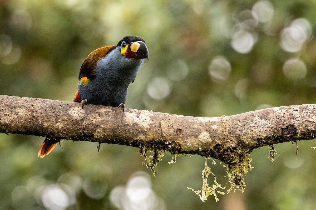 Toucan montagnard - ML620004690