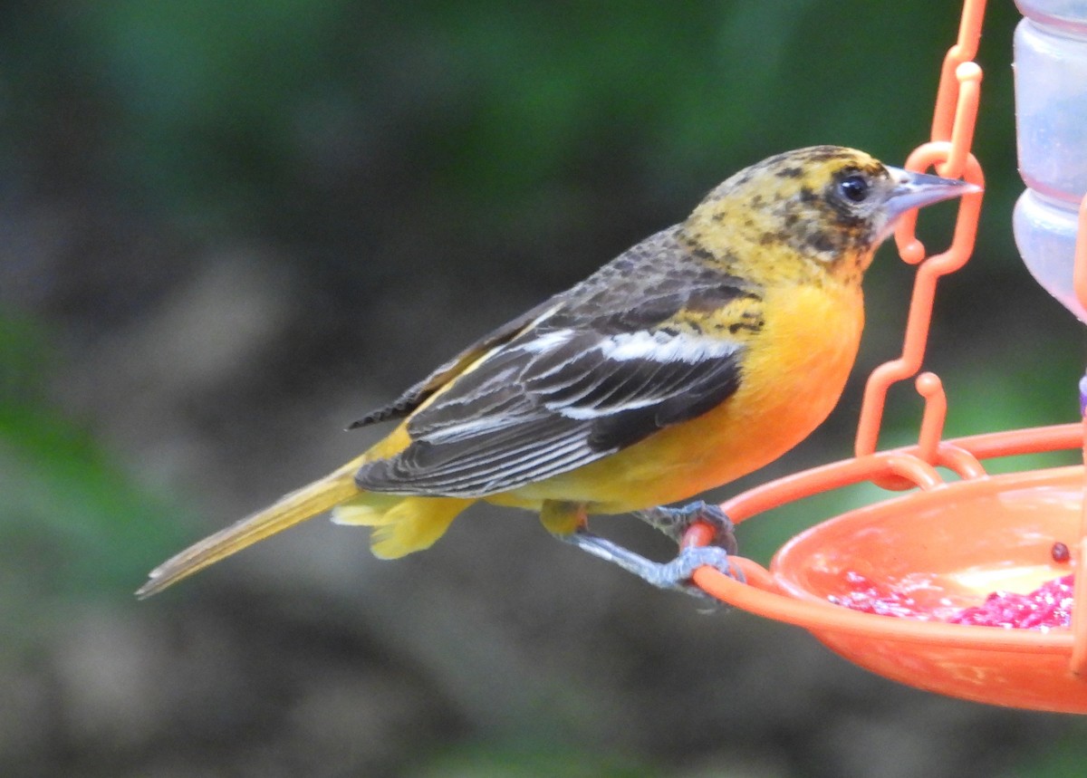 Baltimore Oriole - ML620004699