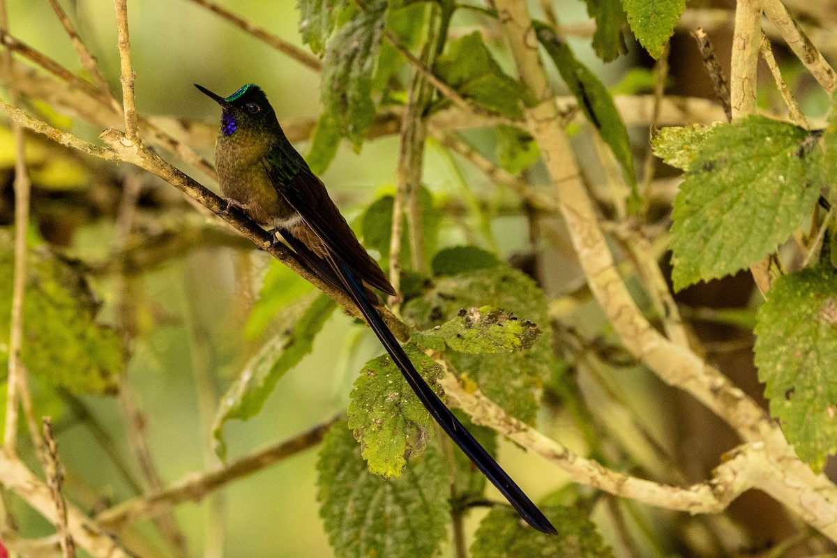 Violet-tailed Sylph - ML620004700