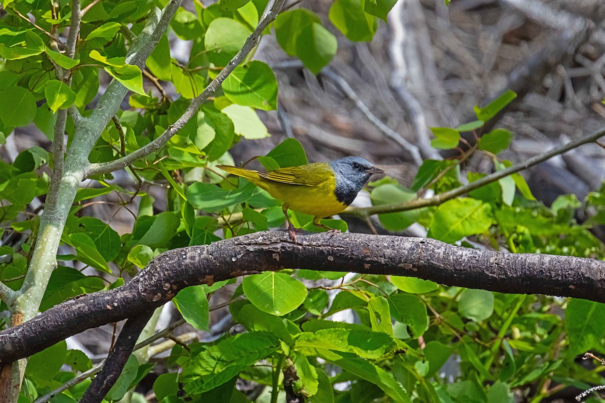 Mourning Warbler - ML620004705