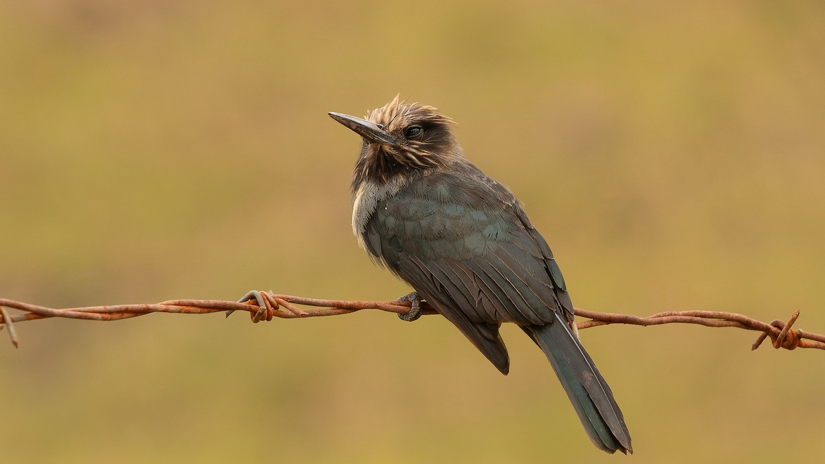 Three-toed Jacamar - ML620004706