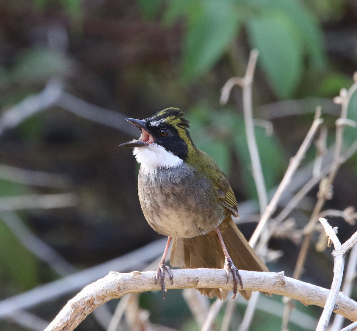 Green-striped Brushfinch - ML620004708