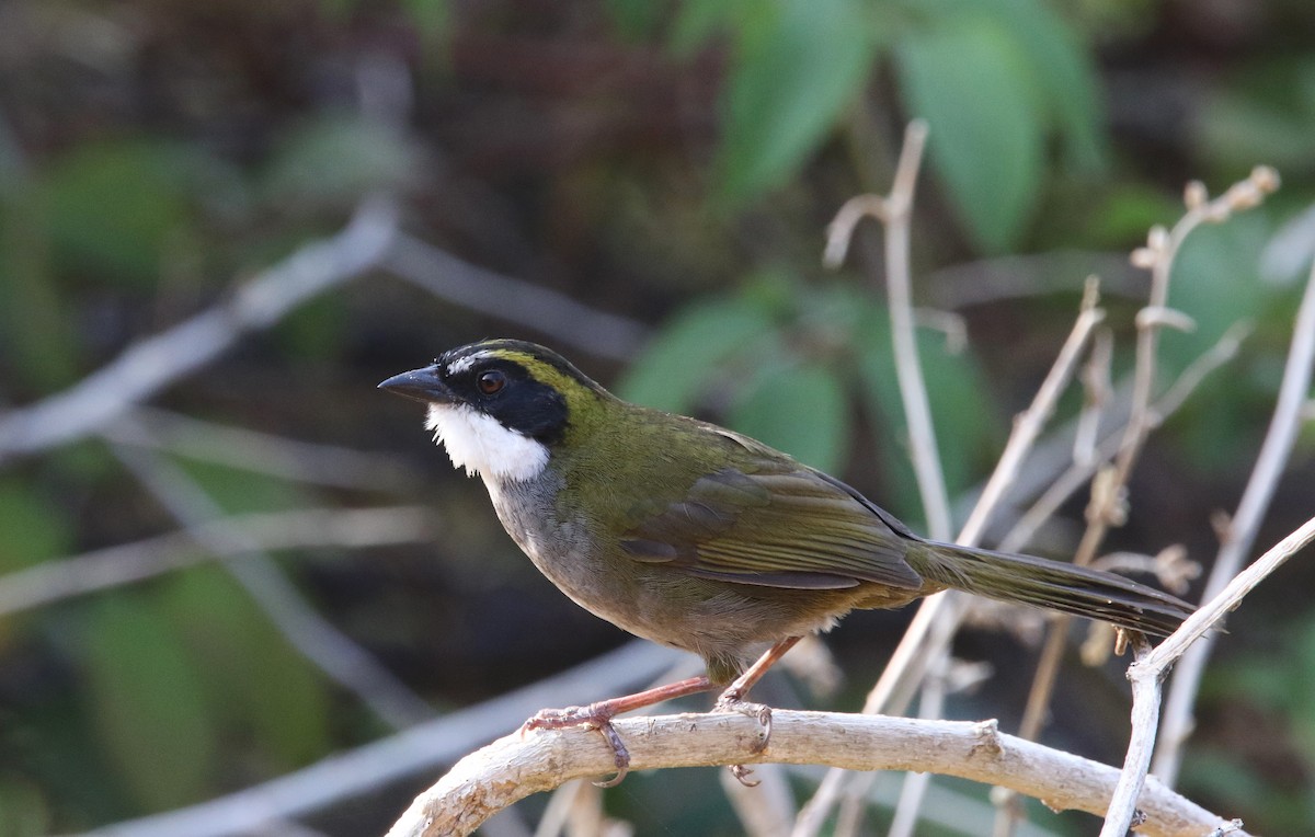 Green-striped Brushfinch - ML620004709