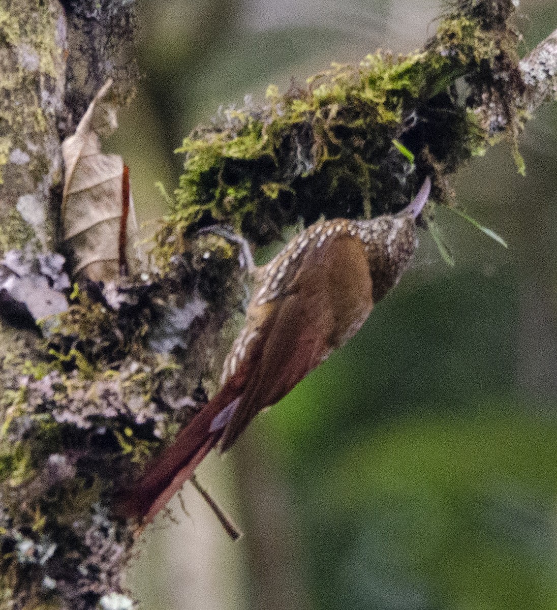 Montane Woodcreeper - ML620004714