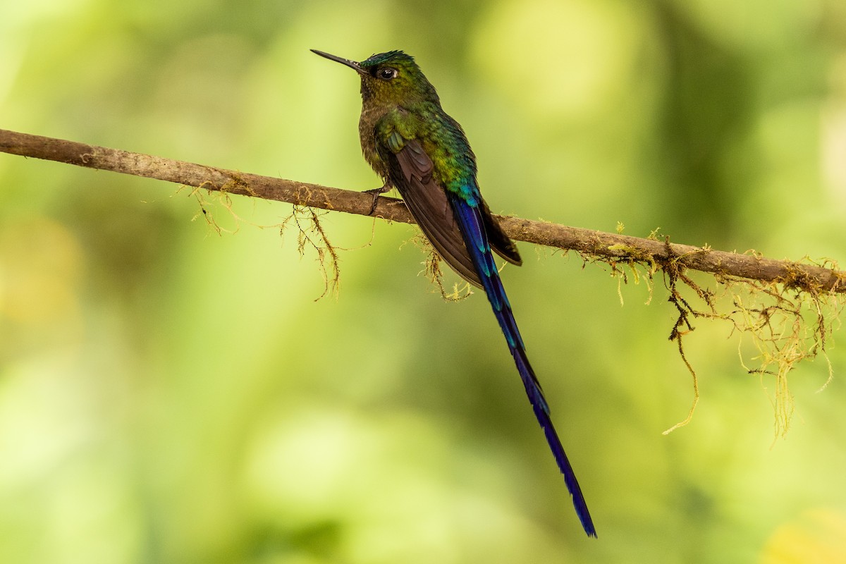 Violet-tailed Sylph - ML620004728