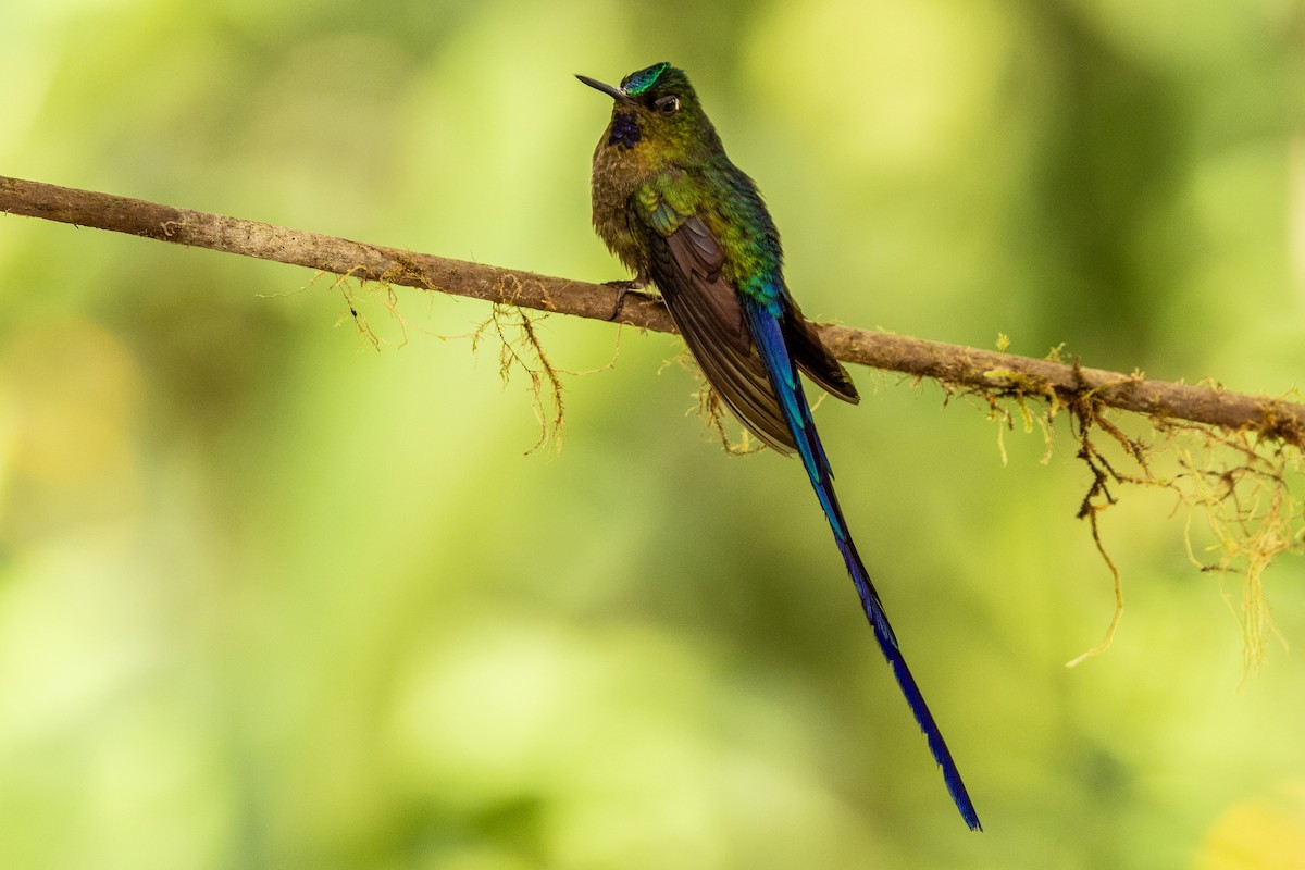 Violet-tailed Sylph - ML620004729