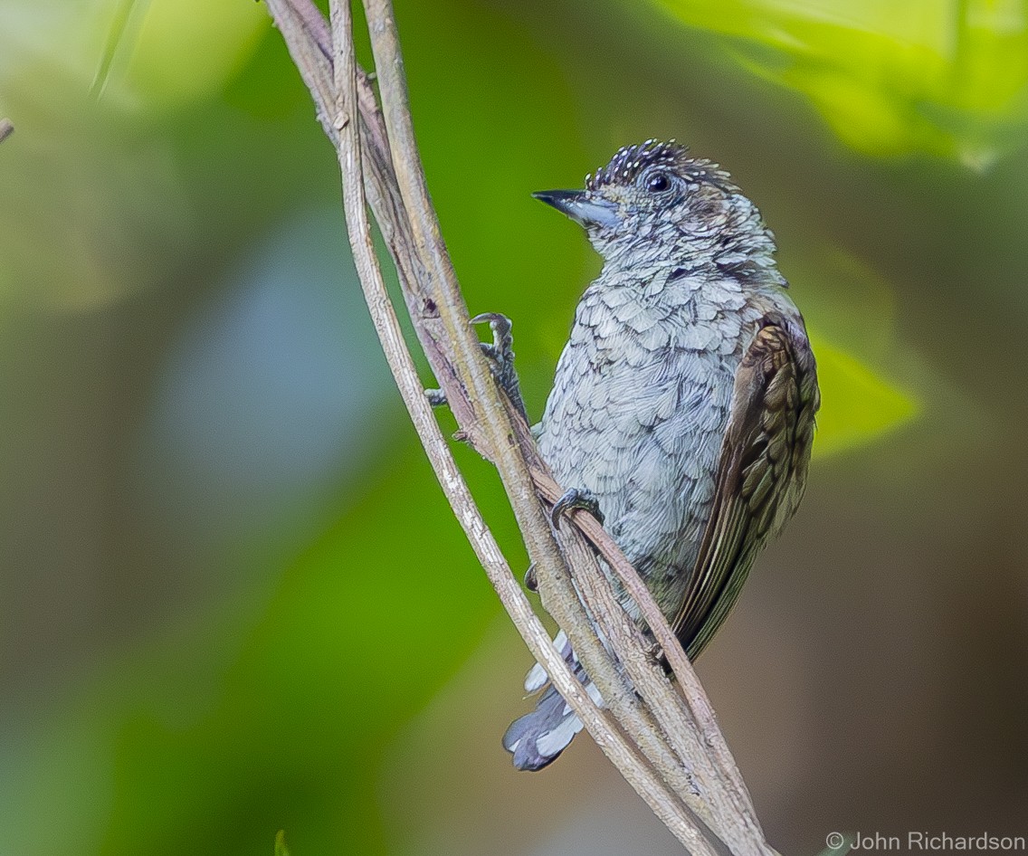 Scaled Piculet - ML620004743
