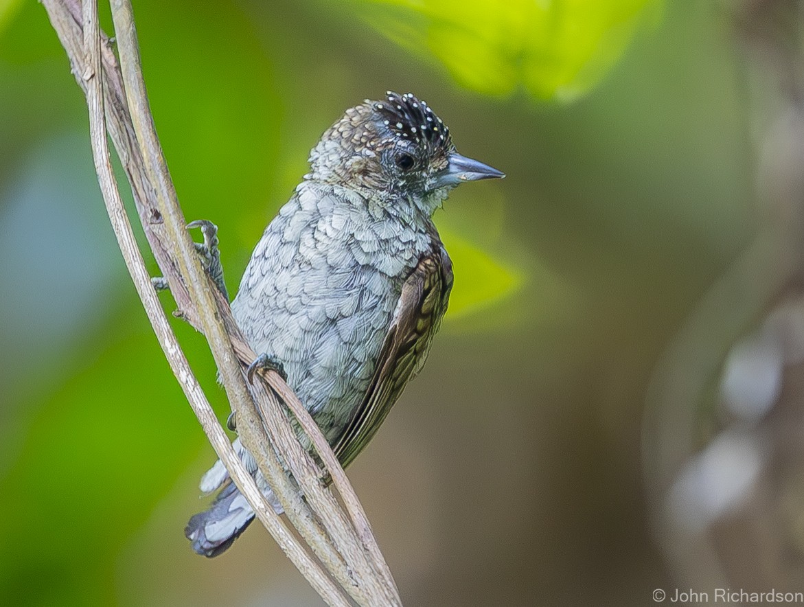 Scaled Piculet - ML620004744