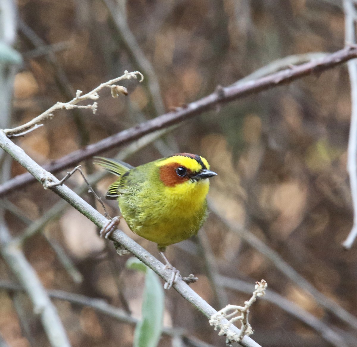 Golden-browed Warbler - ML620004749