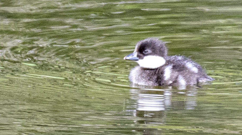 Common Goldeneye - ML620004752