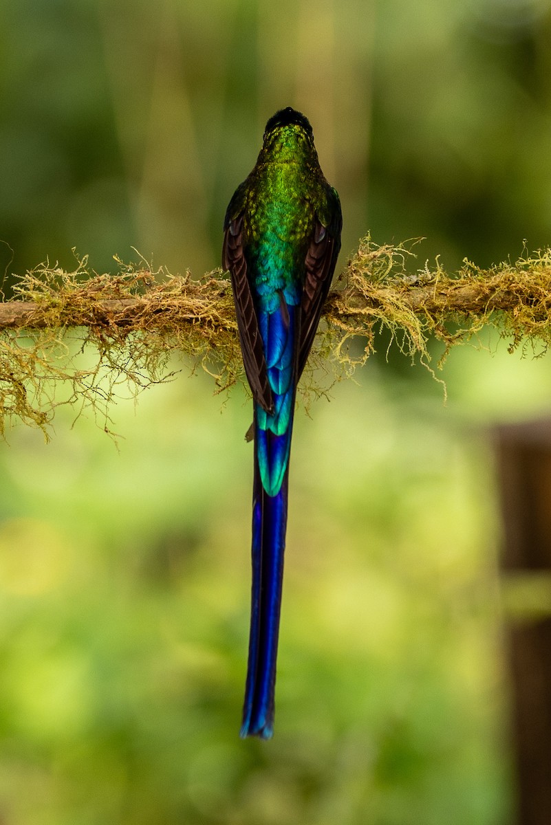 Violet-tailed Sylph - ML620004757