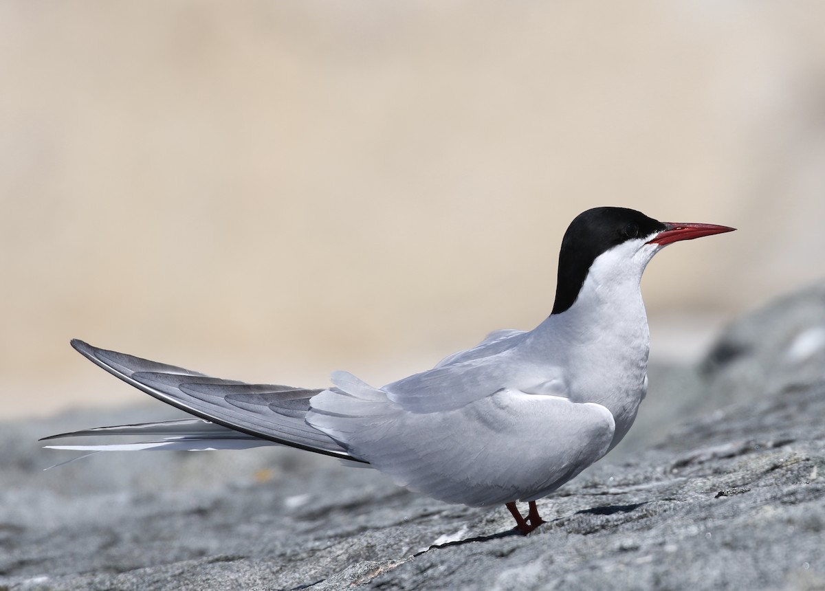 Arctic Tern - ML620004762