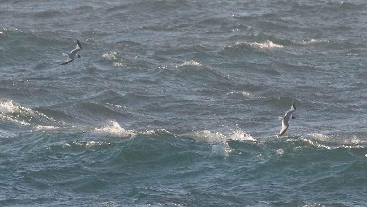 Sabine's Gull - ML620004764