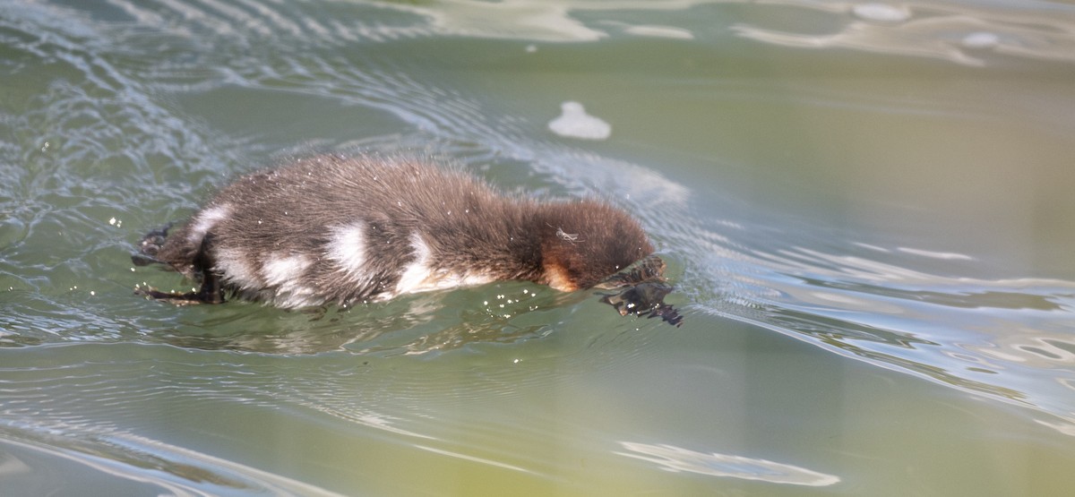 Common Merganser - ML620004771