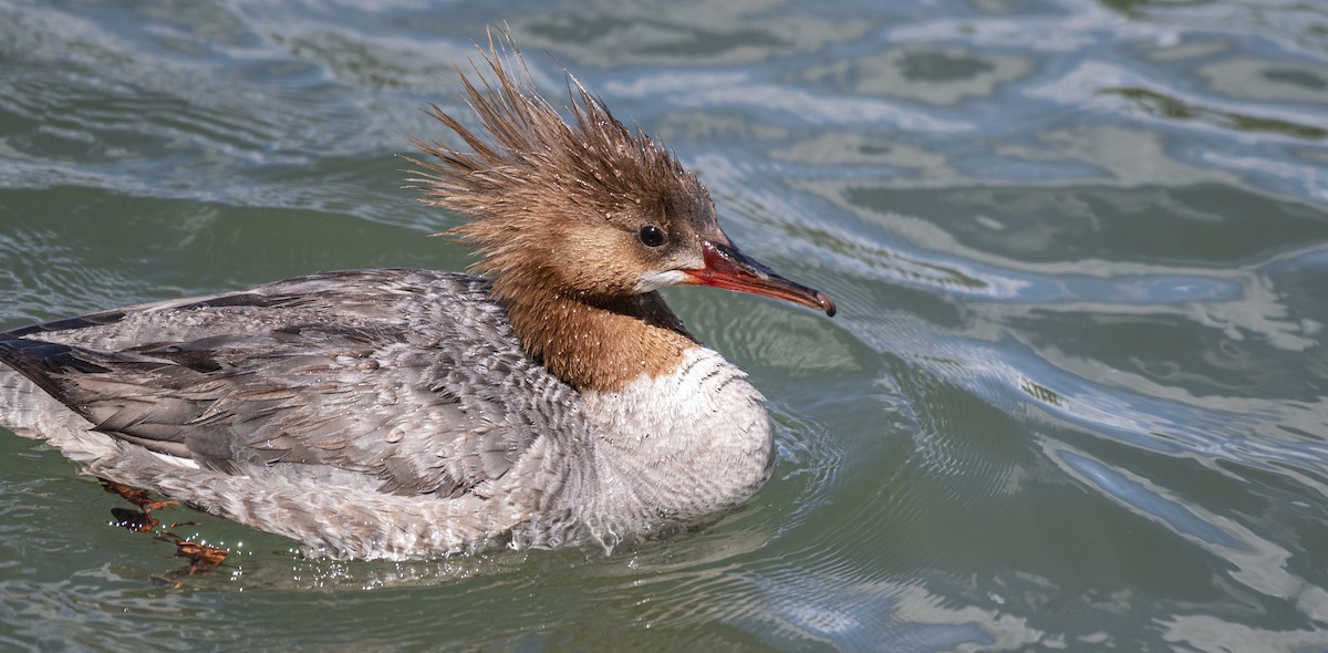 Common Merganser - ML620004772