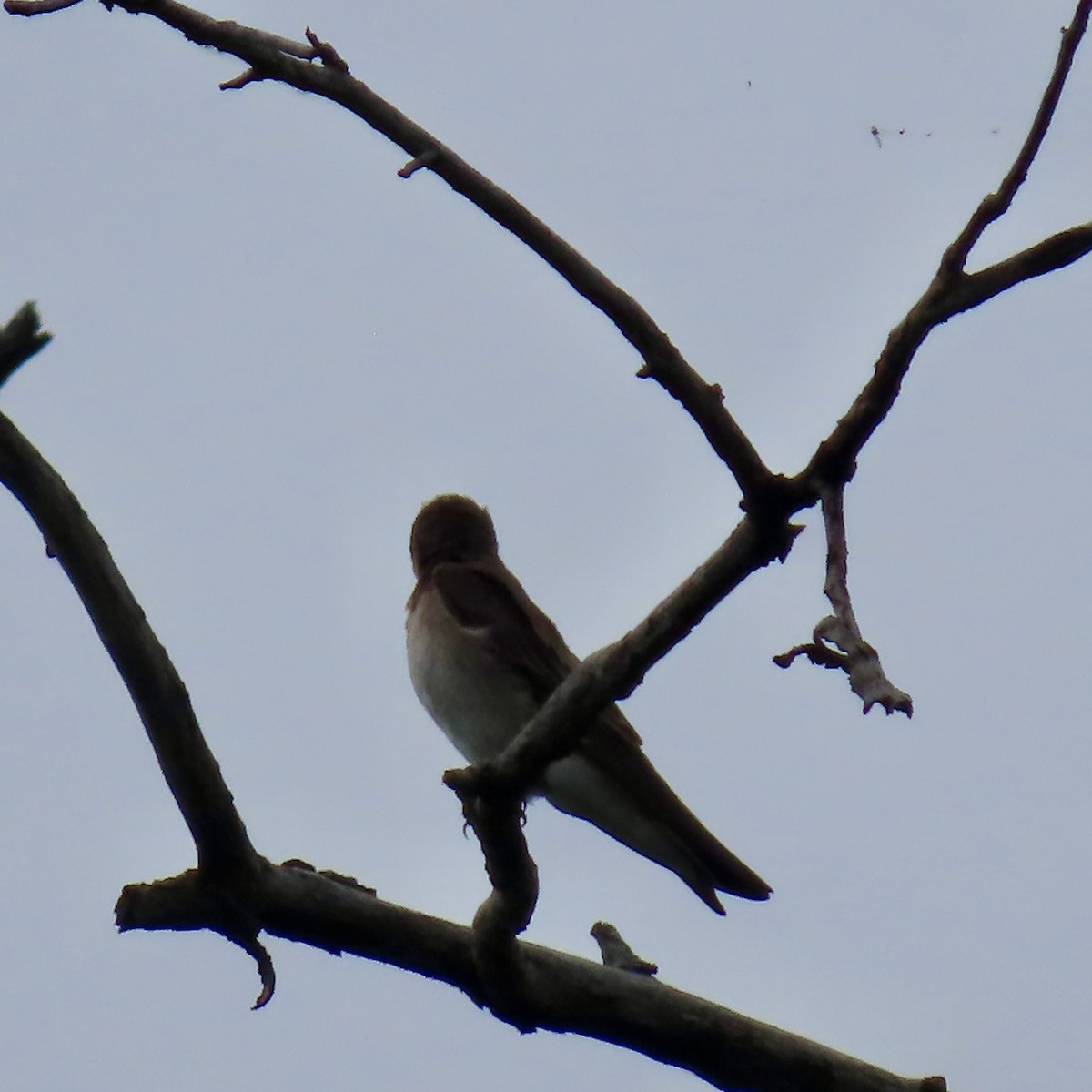 Northern Rough-winged Swallow - ML620004775