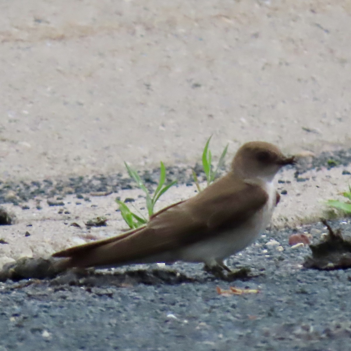 Northern Rough-winged Swallow - ML620004776