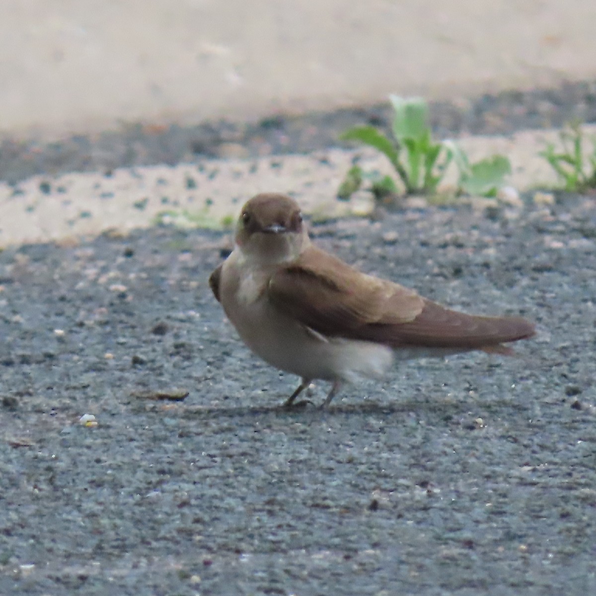 Northern Rough-winged Swallow - ML620004777