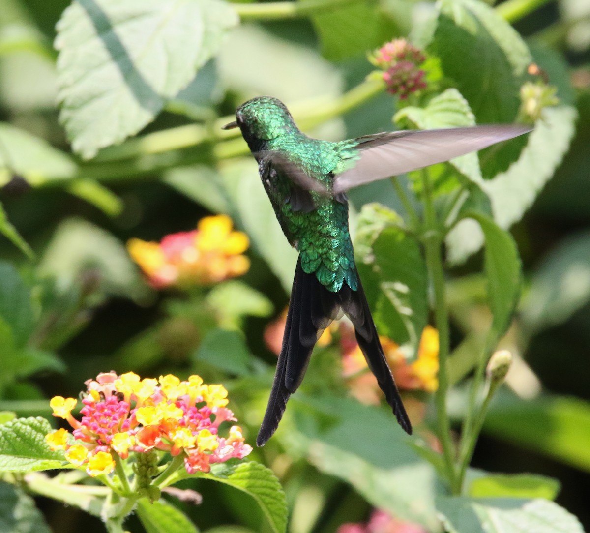 Golden-crowned Emerald - ML620004790