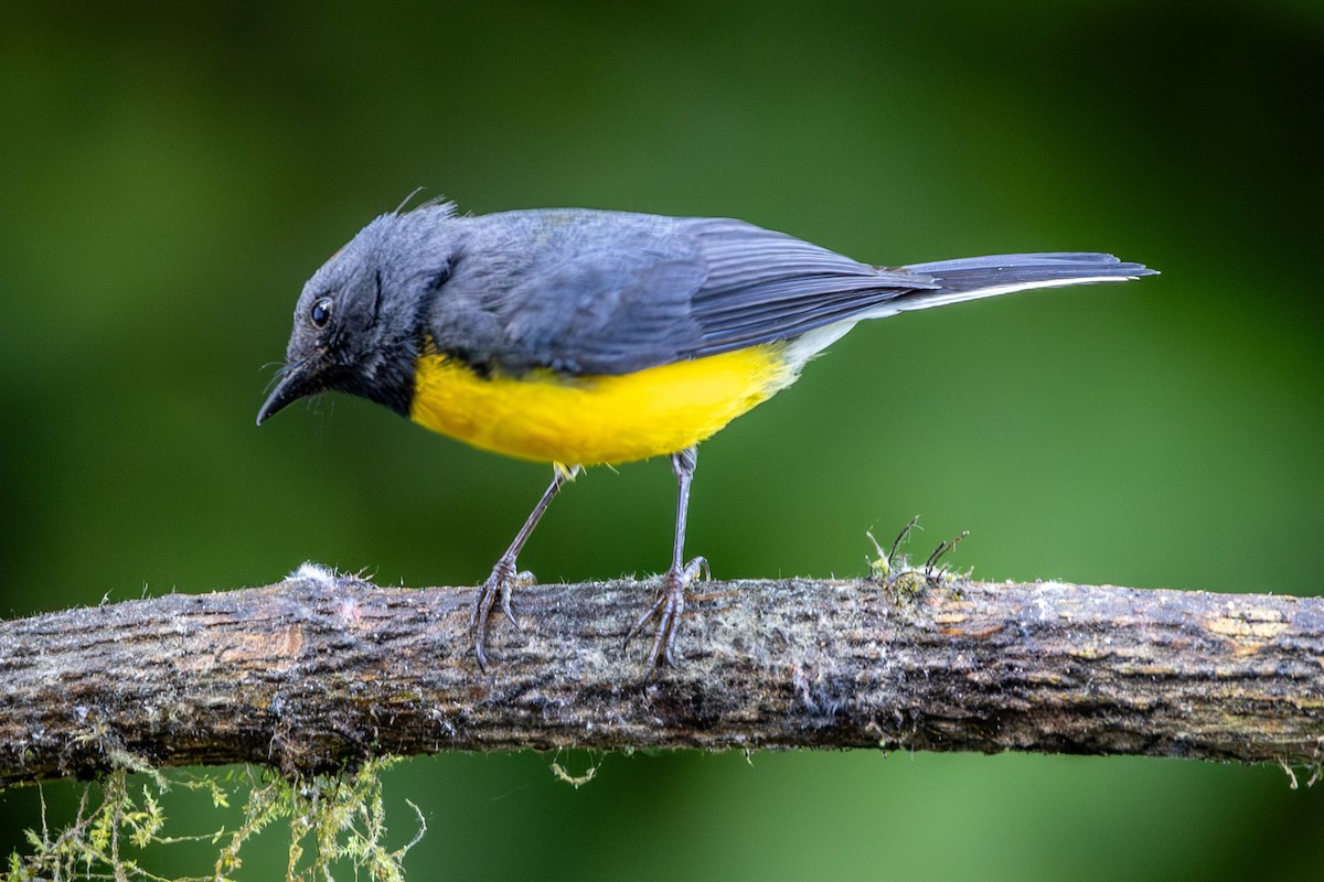 Slate-throated Redstart - ML620004794