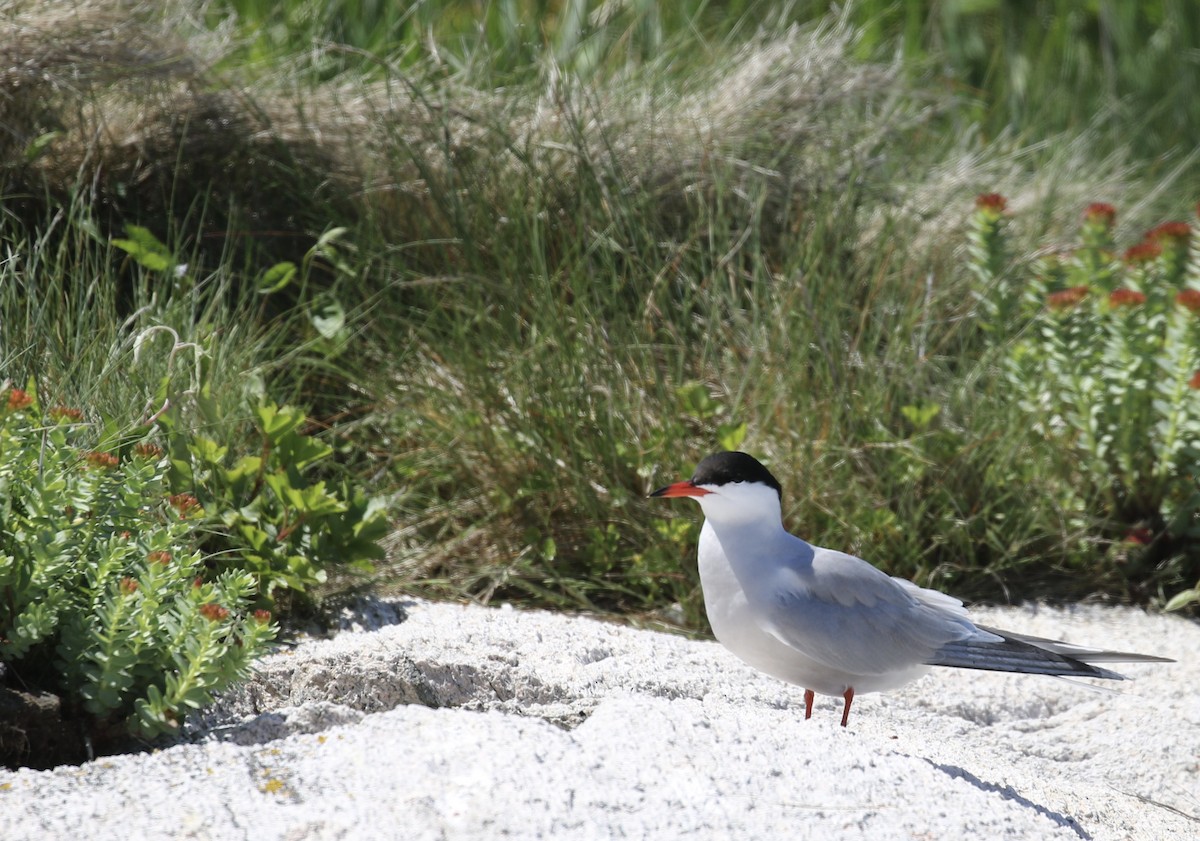 Common Tern - ML620004800