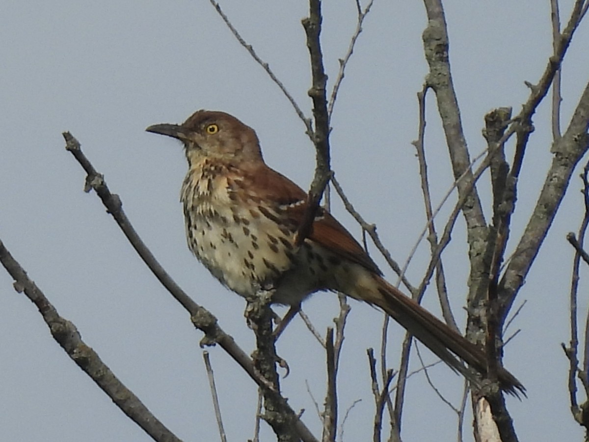 Brown Thrasher - ML620004801