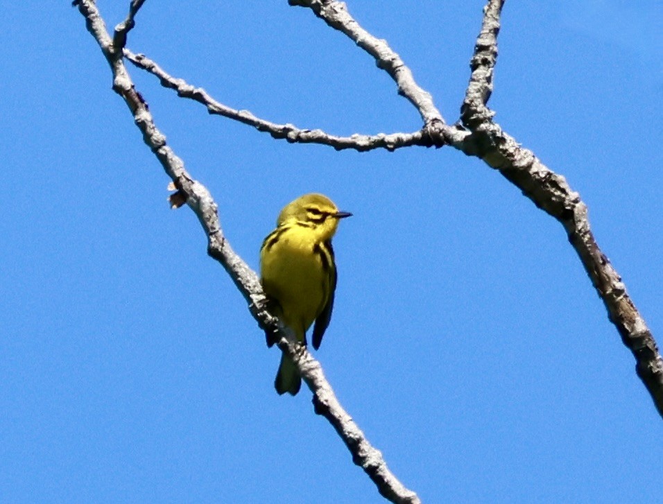 Prairie Warbler - ML620004804