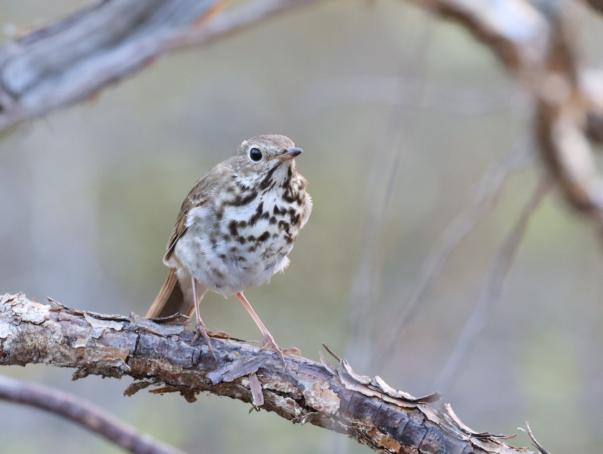 Hermit Thrush - ML620004820