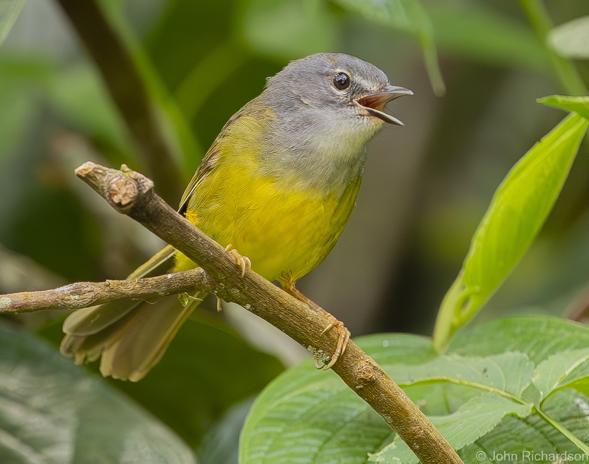 Gray-throated Warbler - ML620004826