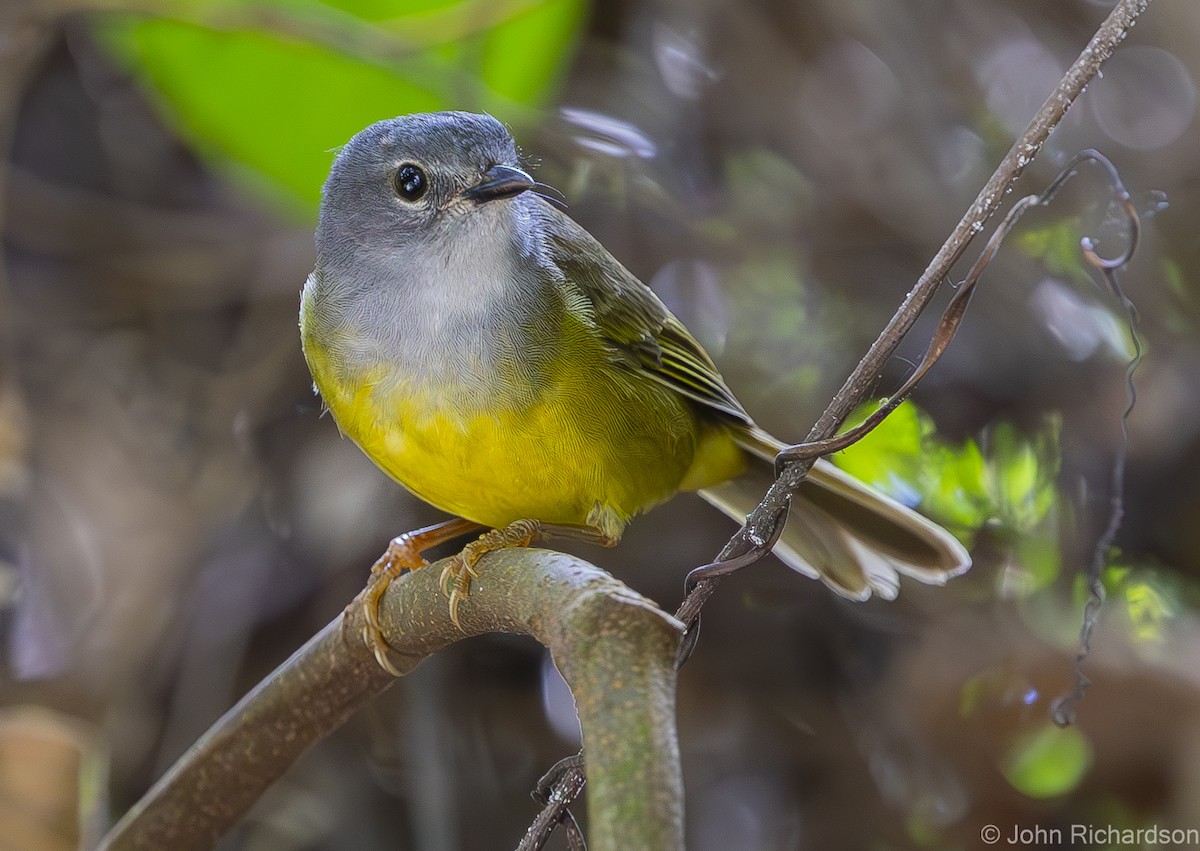 Gray-throated Warbler - ML620004827