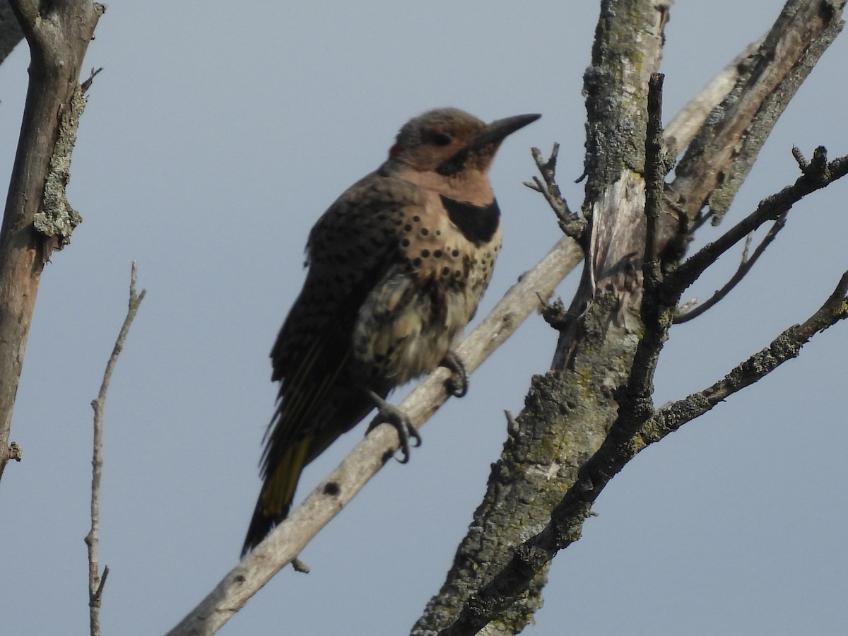 Northern Flicker - ML620004833