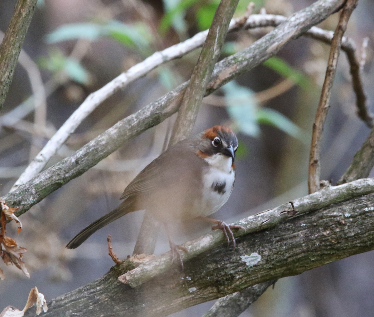 Rusty-crowned Ground-Sparrow - ML620004839