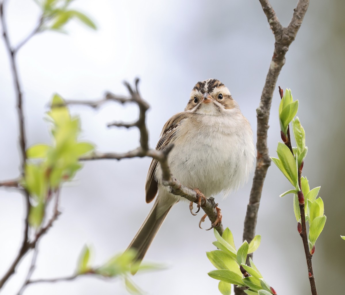 Clay-colored Sparrow - ML620004840