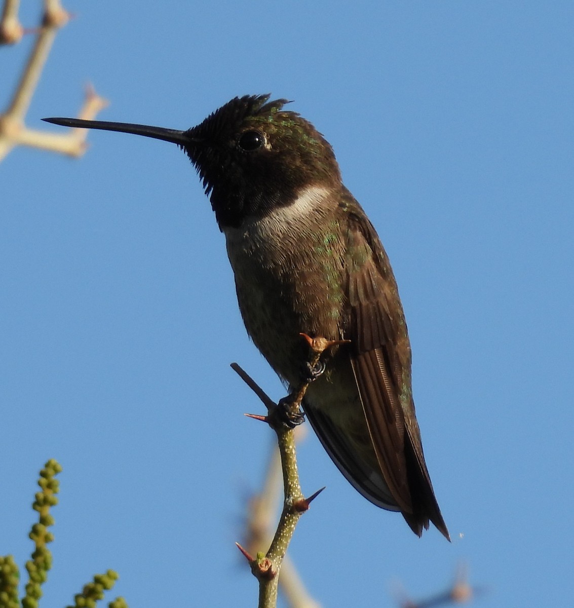 Black-chinned Hummingbird - ML620004849