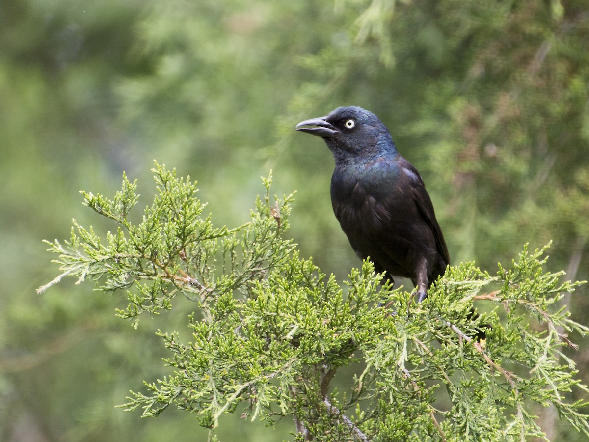 Common Grackle - ML620004852