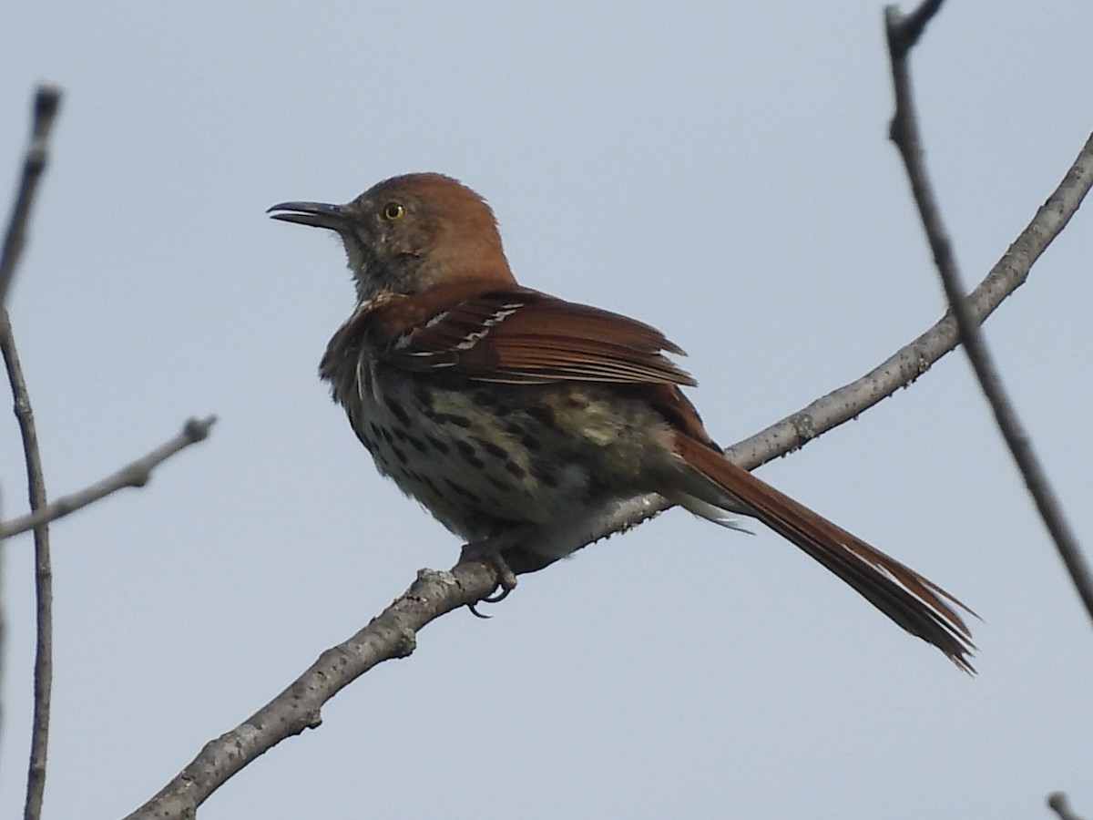 Brown Thrasher - ML620004857