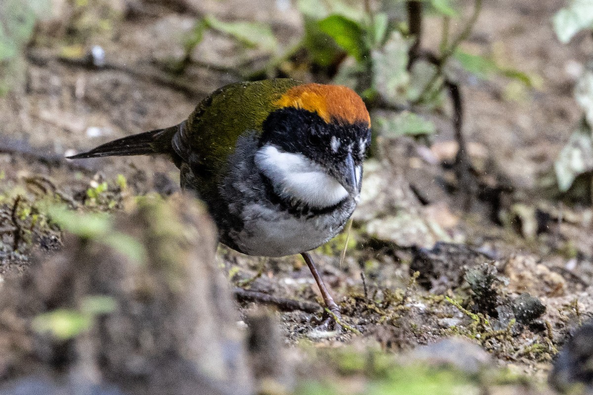 Chestnut-capped Brushfinch - ML620004858