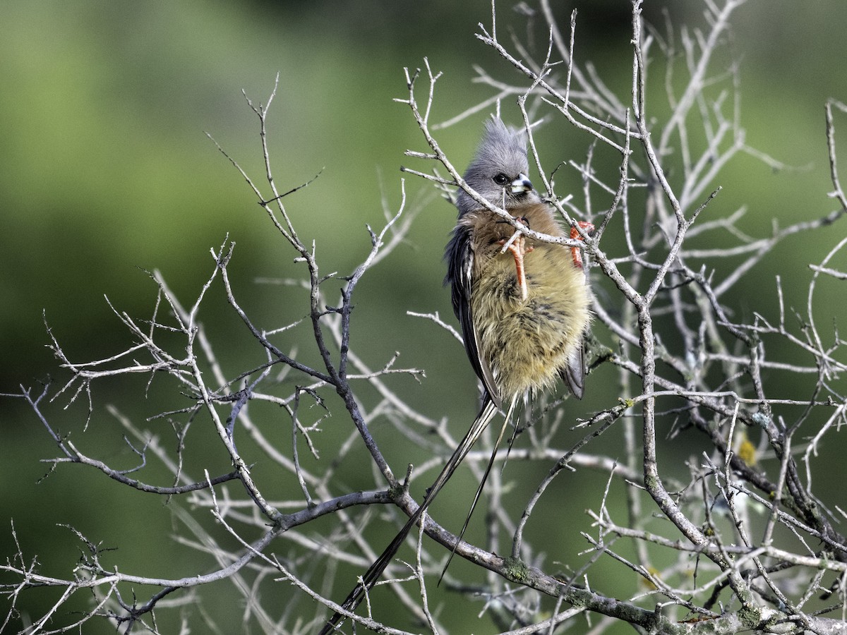 White-backed Mousebird - ML620004867