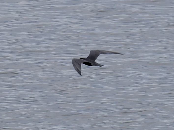 Black Tern - ML620004869