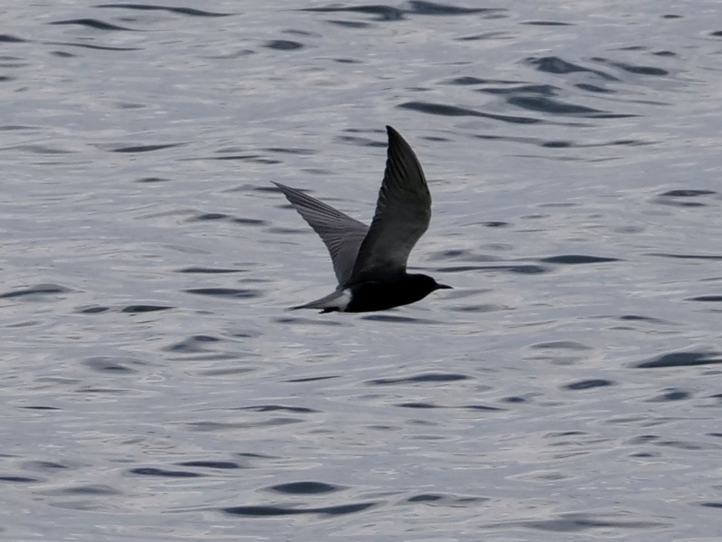 Black Tern - ML620004870