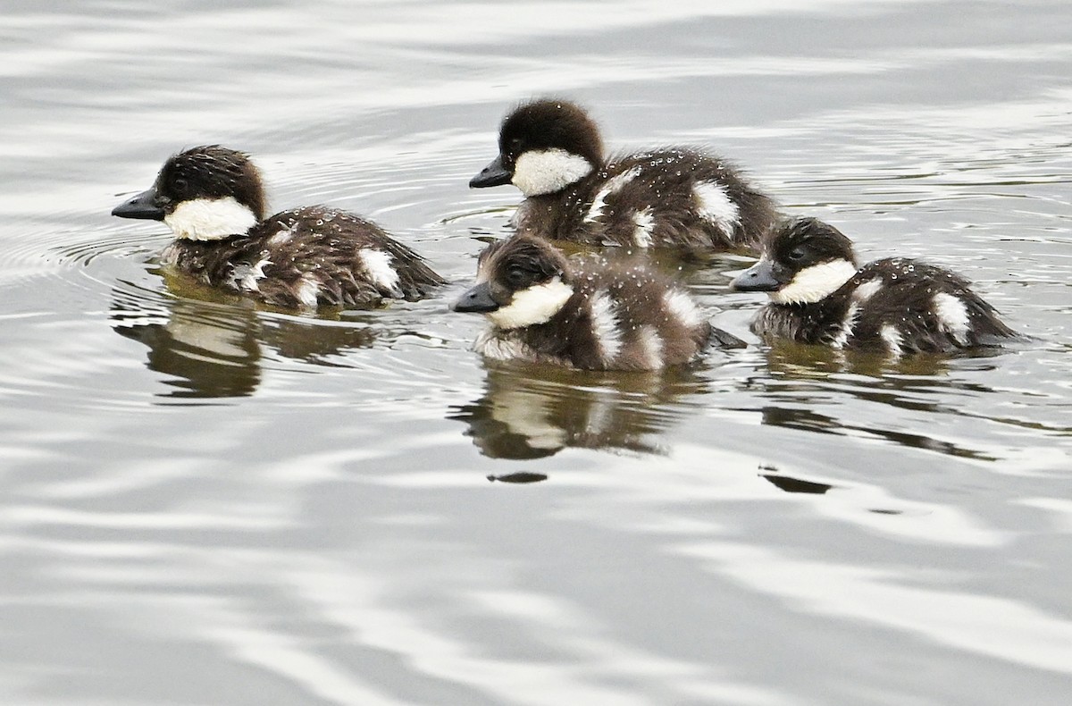 Common Goldeneye - ML620004873