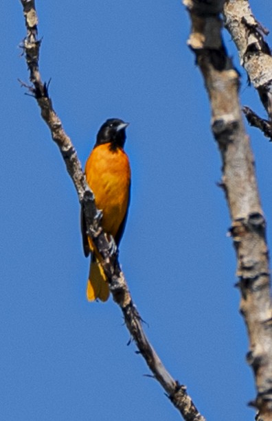 Baltimore Oriole - ML620004879