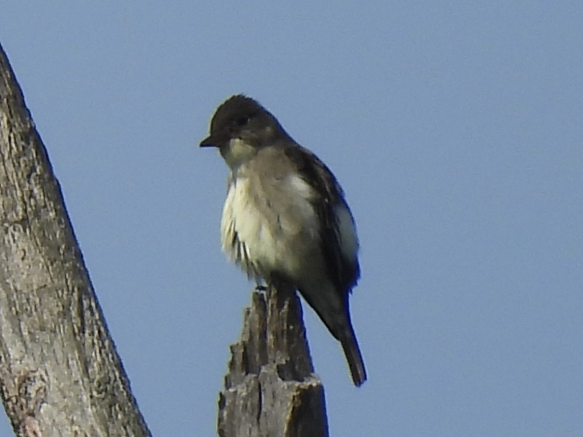 Olive-sided Flycatcher - ML620004882