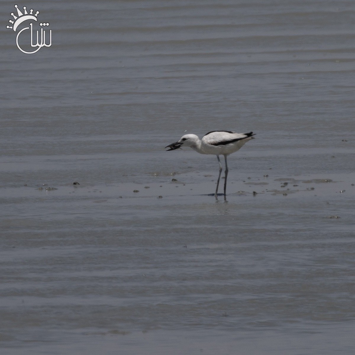 Crab-Plover - ML620004885