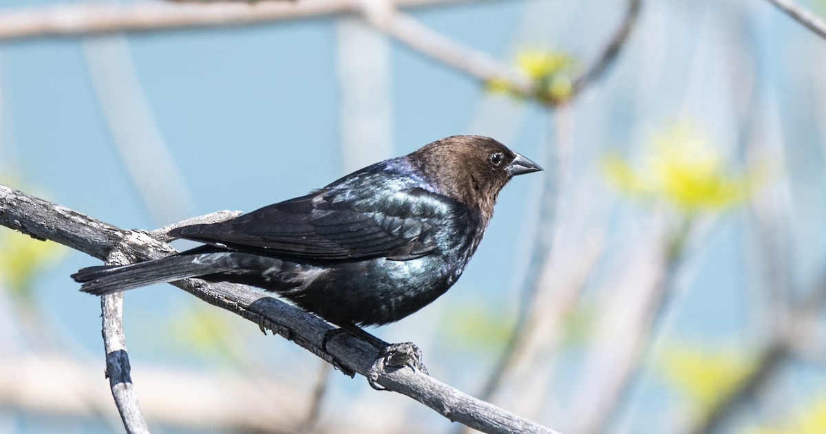 Brown-headed Cowbird - ML620004892