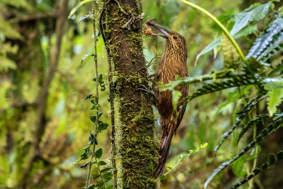 Strong-billed Woodcreeper - ML620004894