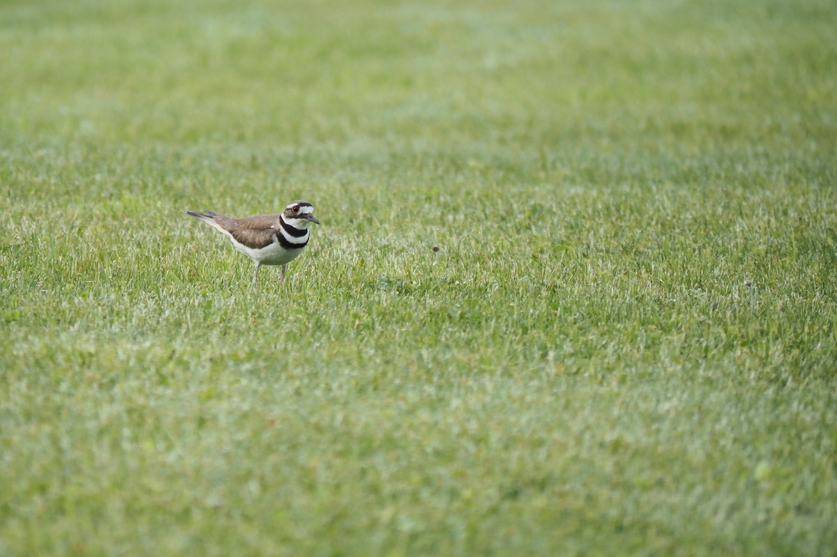 Killdeer - ML620004898